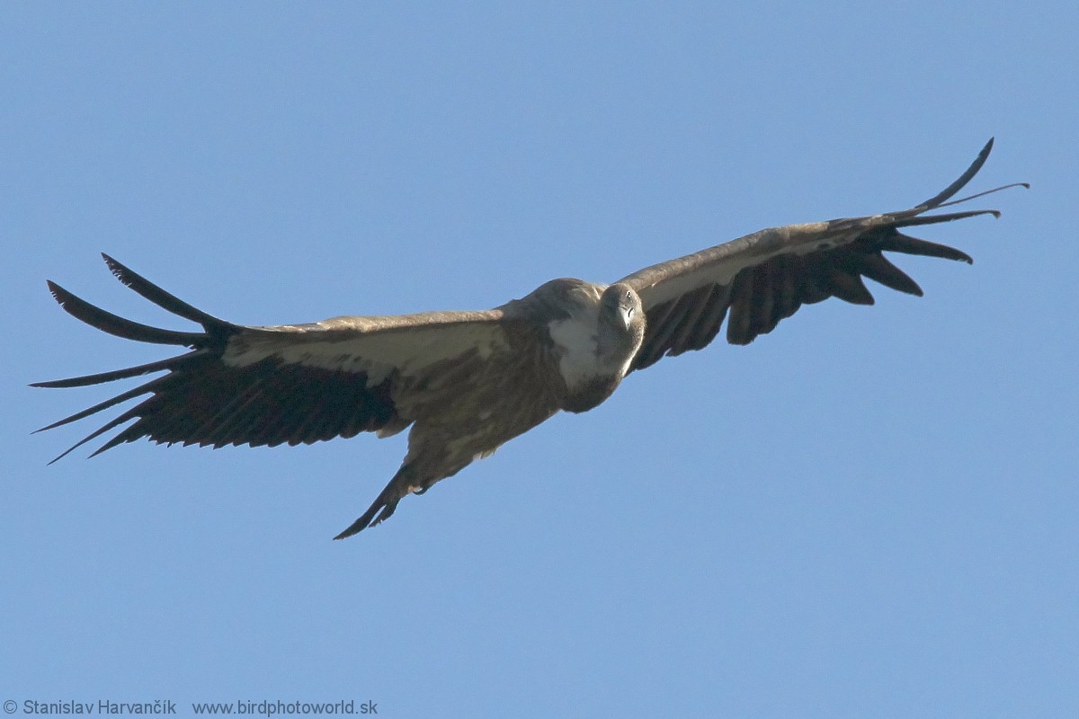 Himalayan Griffon - Stanislav Harvančík