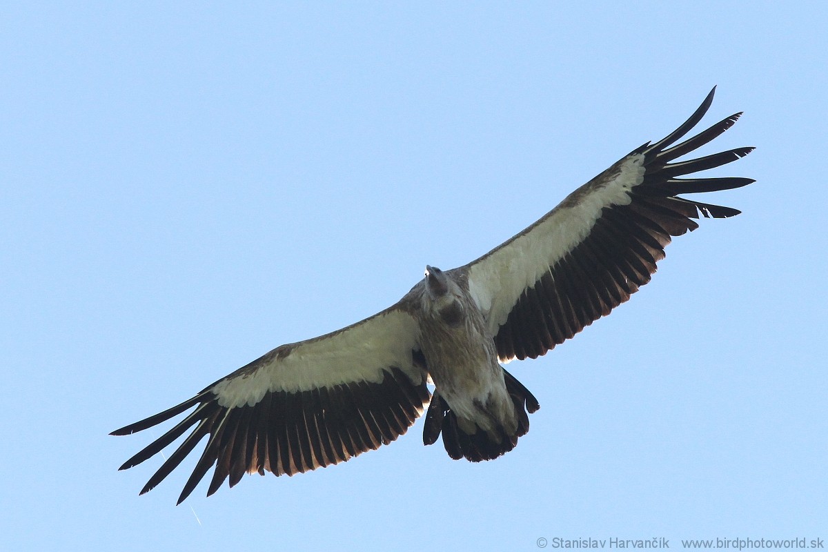 Himalayan Griffon - ML204407571