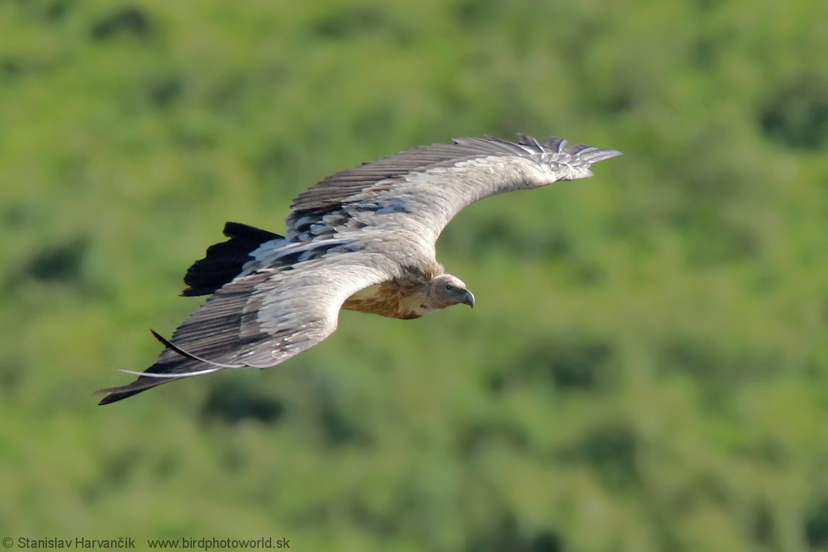 Himalayan Griffon - ML204407581