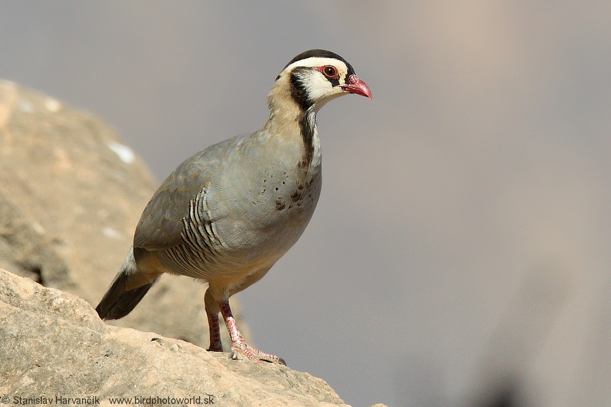 Arabian Partridge - ML204407681