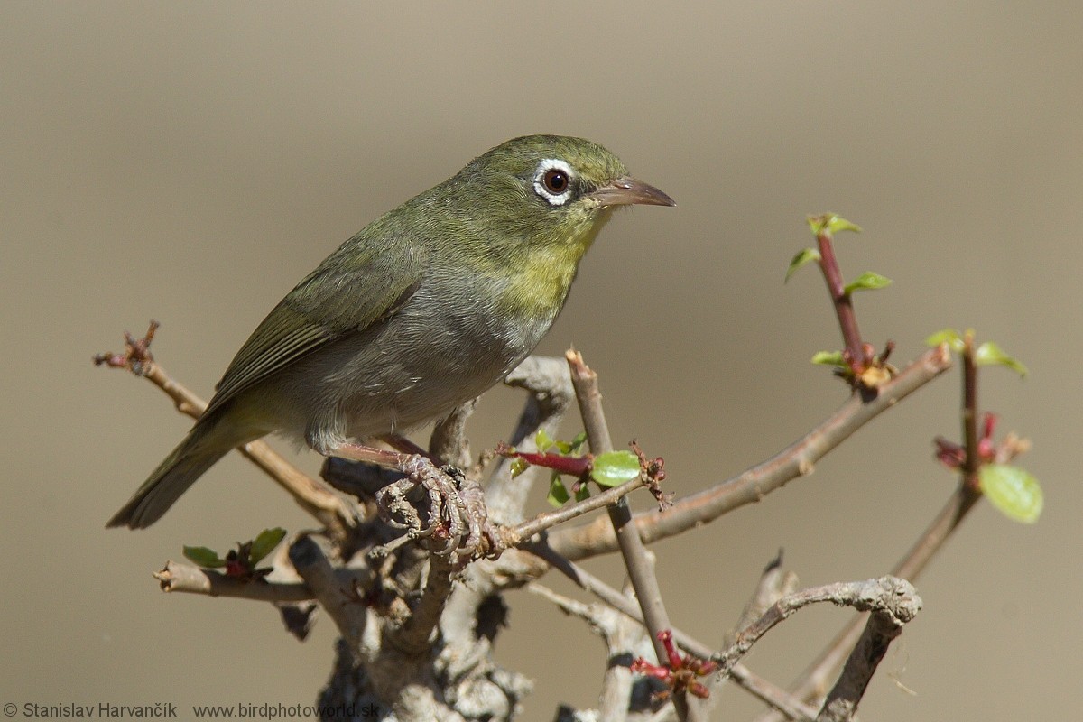 Abyssinian White-eye - Stanislav Harvančík