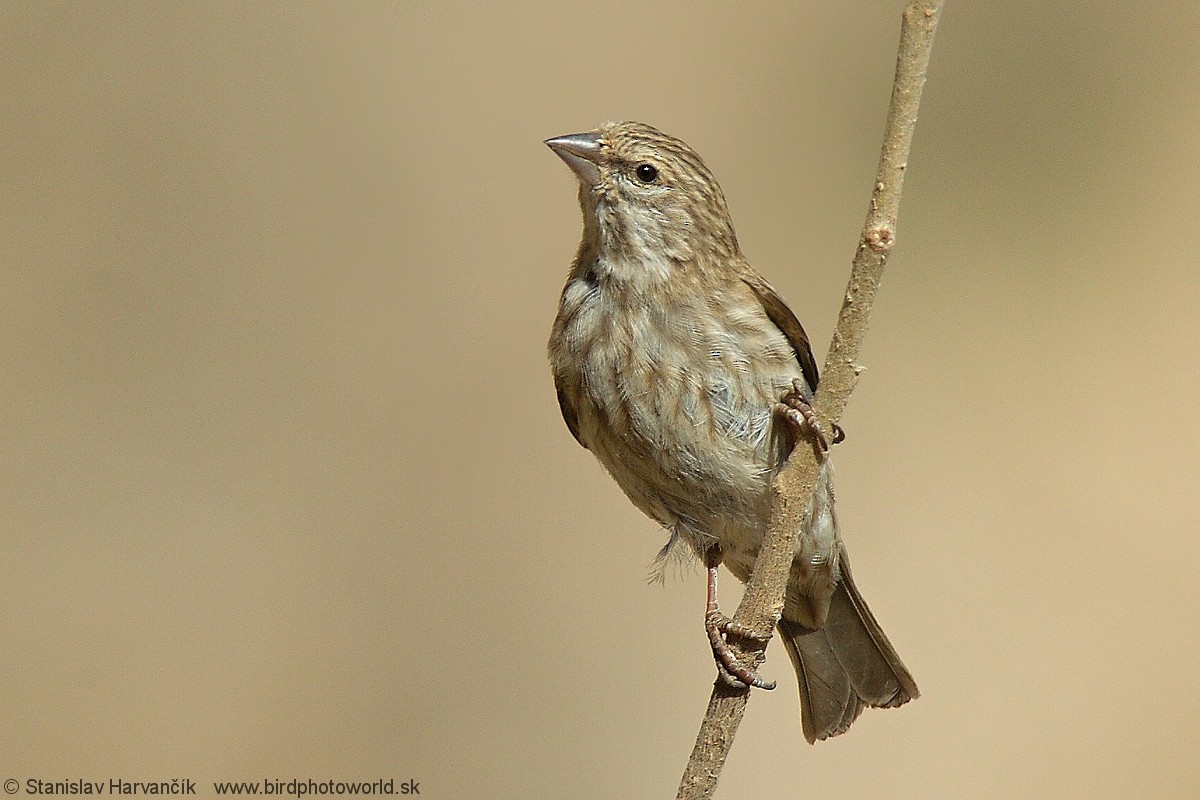 Yemen Serin - ML204407761