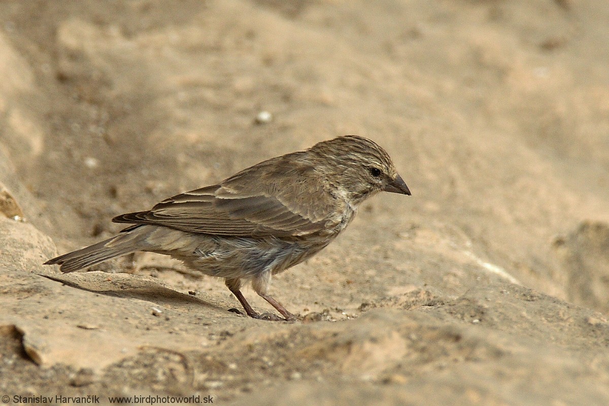 Yemen Serin - ML204407771