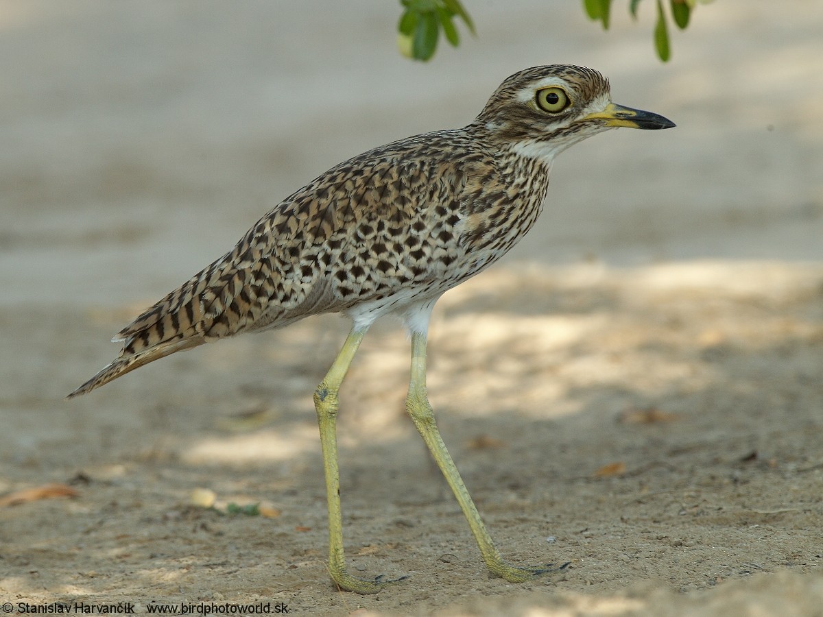 Spotted Thick-knee - ML204407821