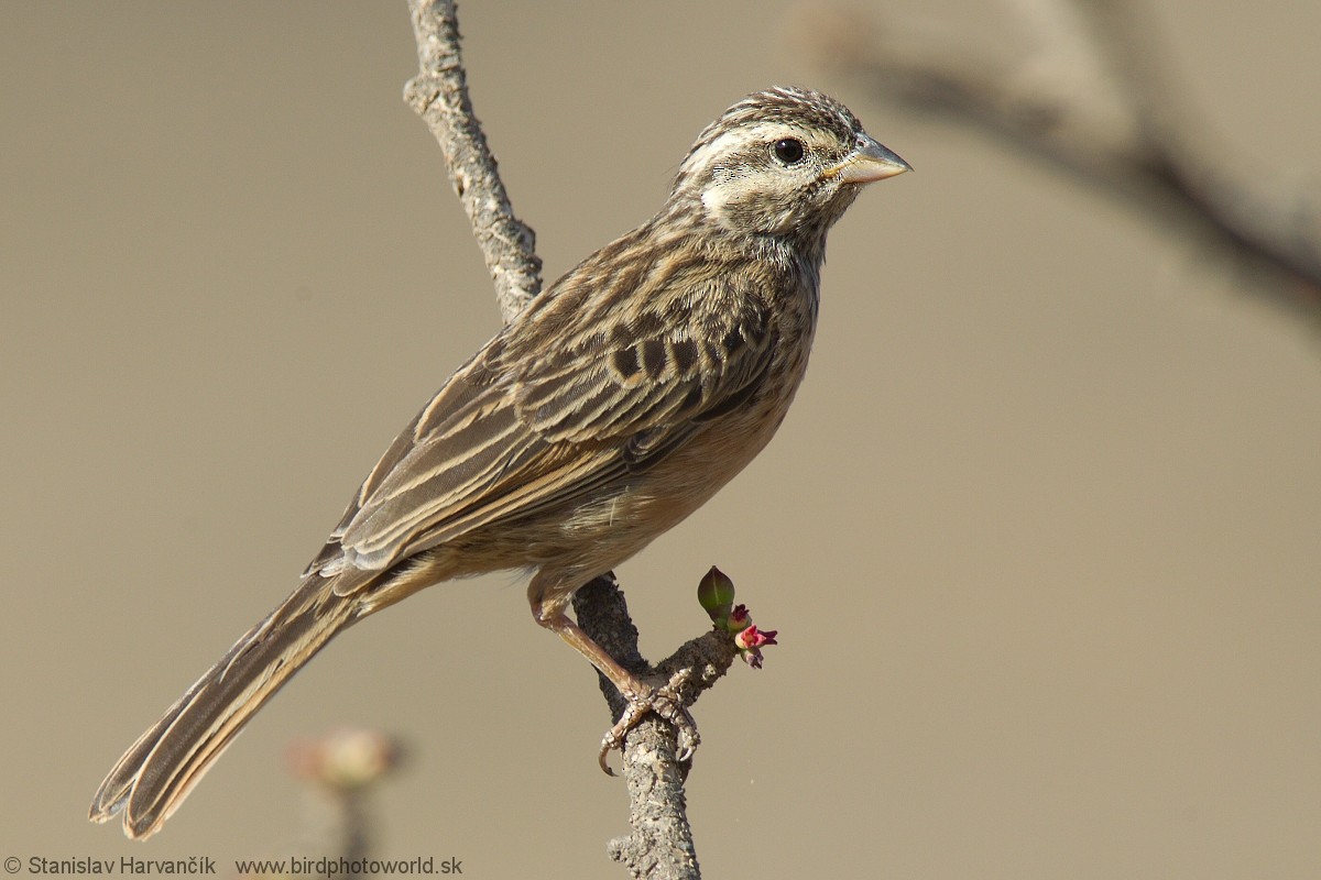 Cinnamon-breasted Bunting - ML204407931