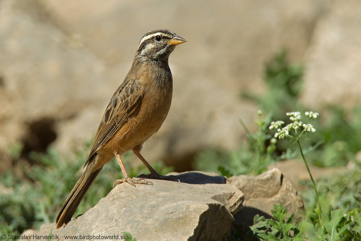 Cinnamon-breasted Bunting - ML204407941