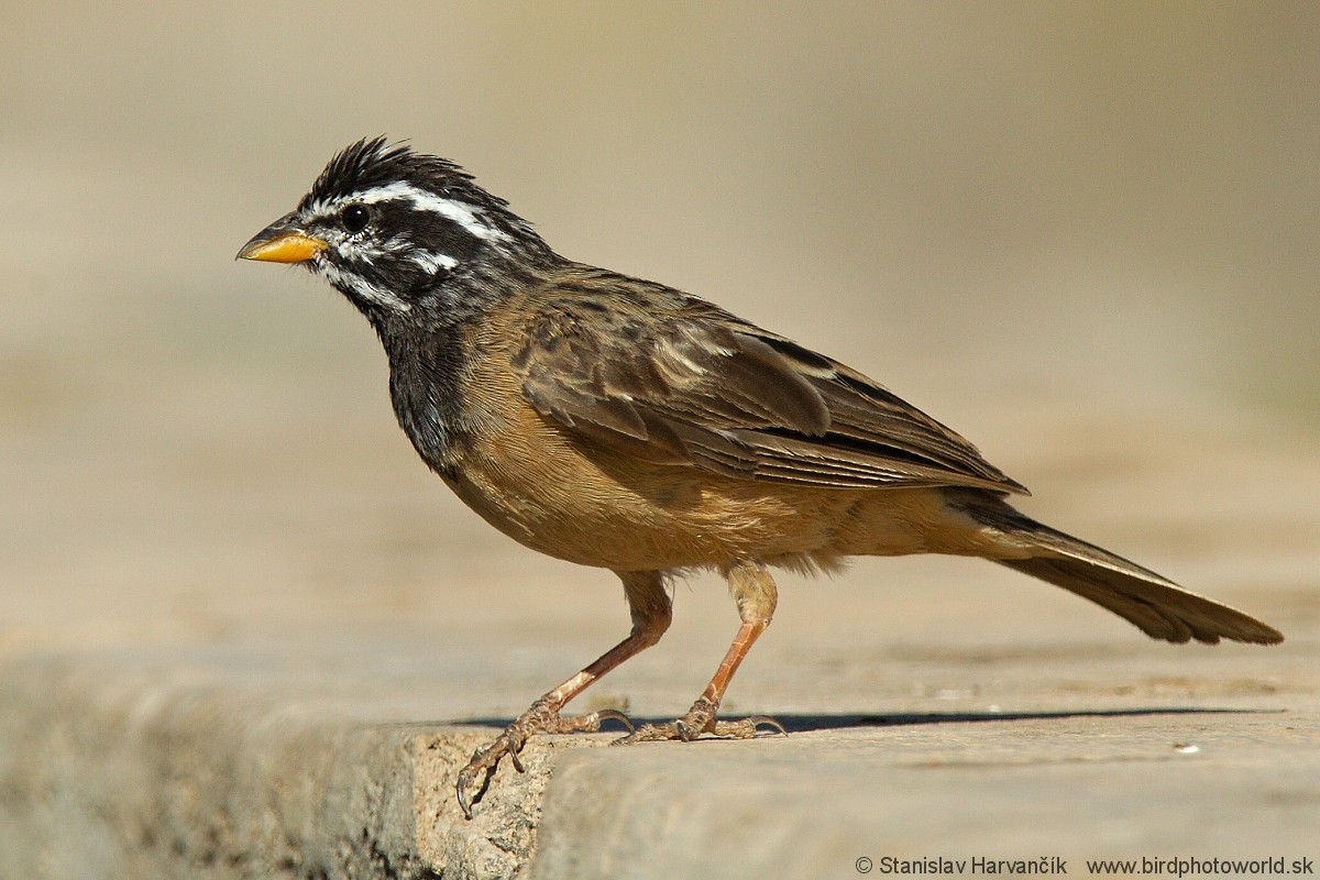 Cinnamon-breasted Bunting - ML204407951