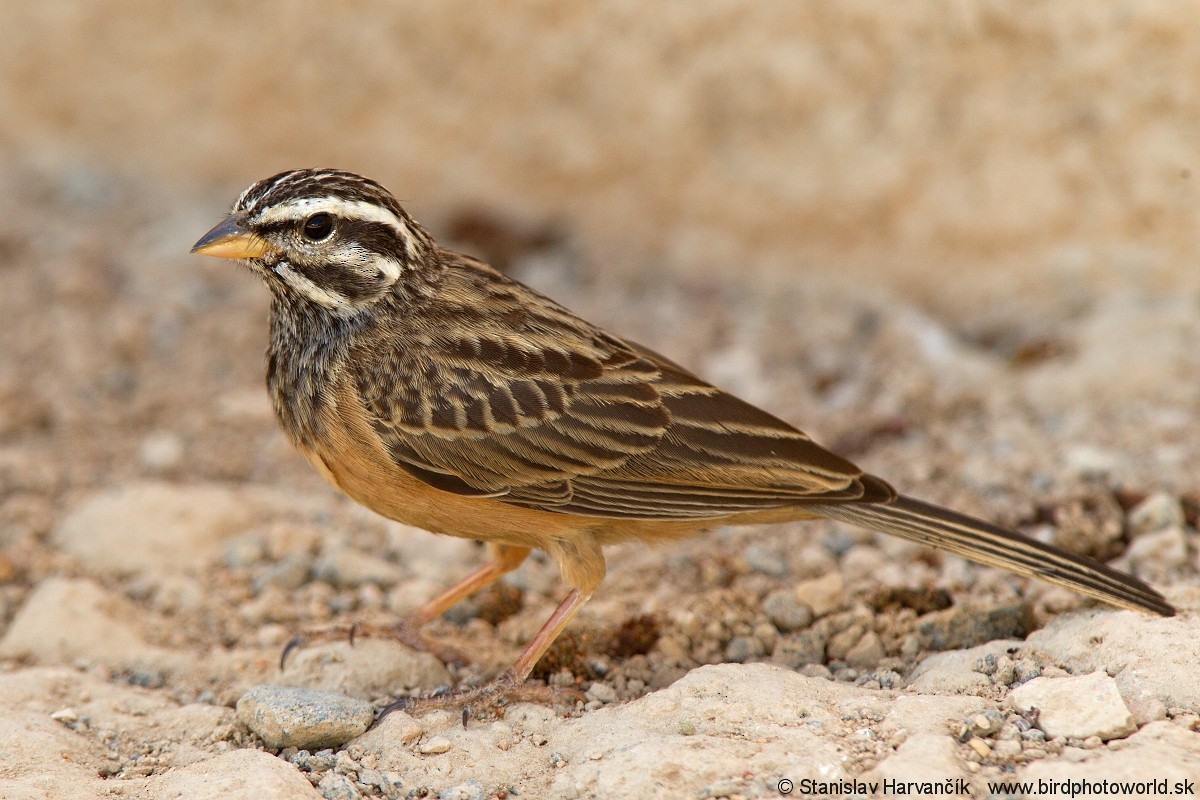 Cinnamon-breasted Bunting - ML204407961