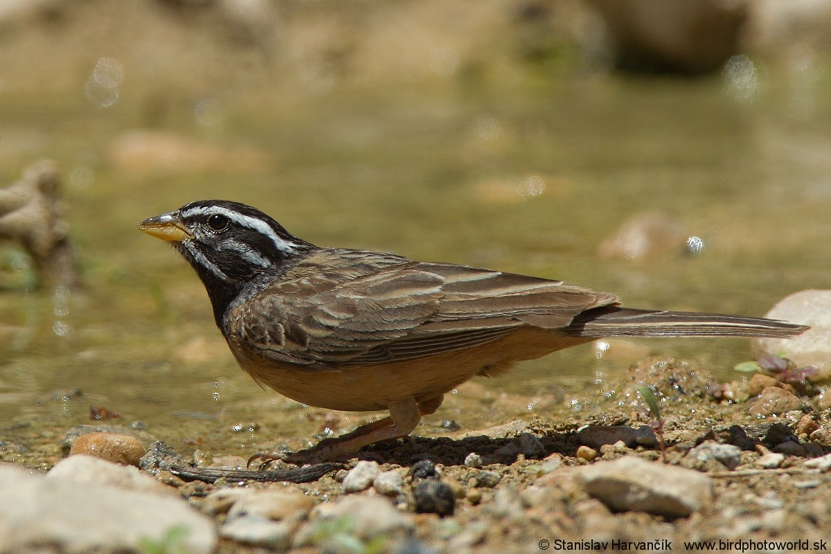 Cinnamon-breasted Bunting - ML204407971