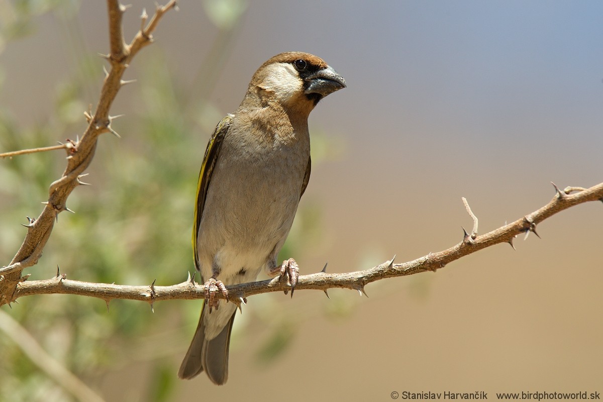 Arabian Grosbeak - ML204407981