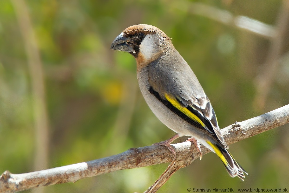 Arabian Grosbeak - ML204407991