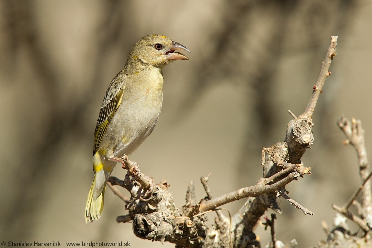 Rüppell's Weaver - ML204408001