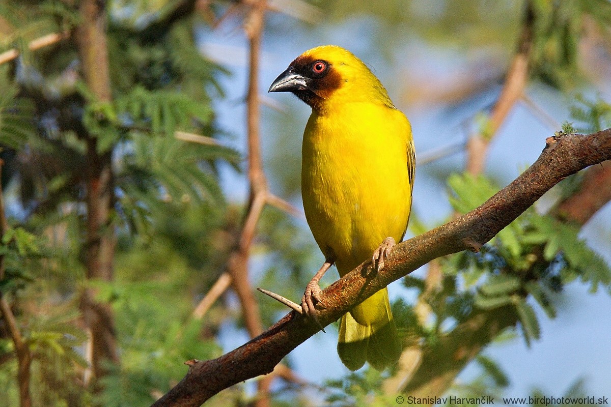 Rüppell's Weaver - ML204408011