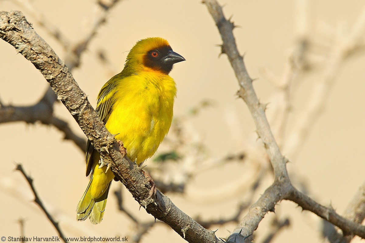 Rüppell's Weaver - ML204408021