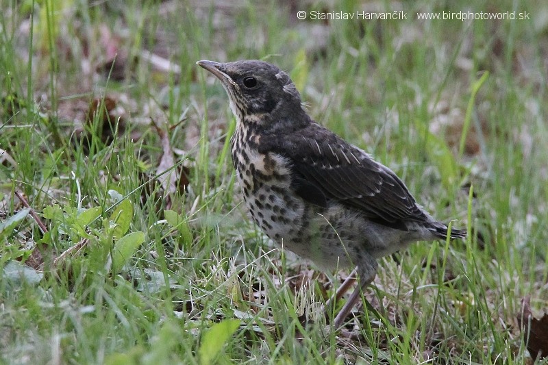 Fieldfare - ML204408051