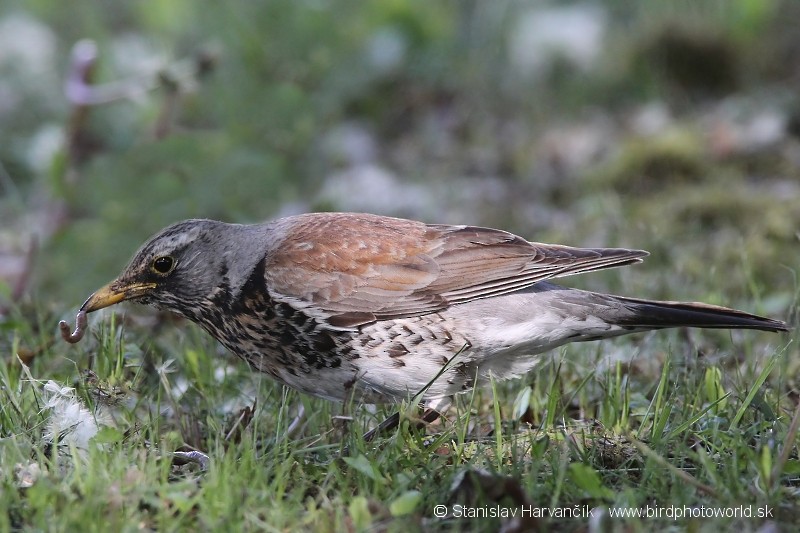 Fieldfare - ML204408081