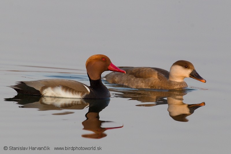 Red-crested Pochard - ML204408251