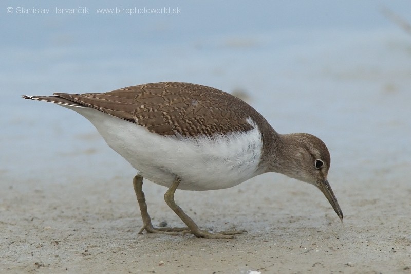 Common Sandpiper - ML204408431