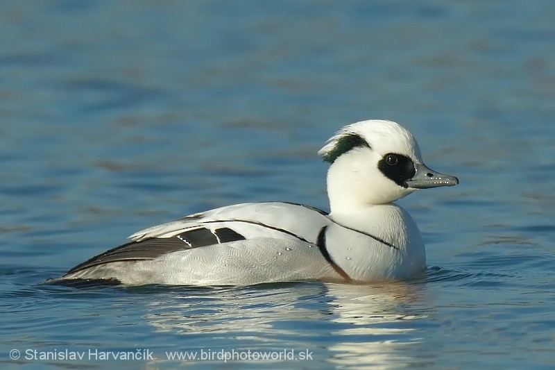 Smew - ML204408471