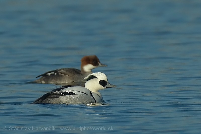 Smew - Stanislav Harvančík