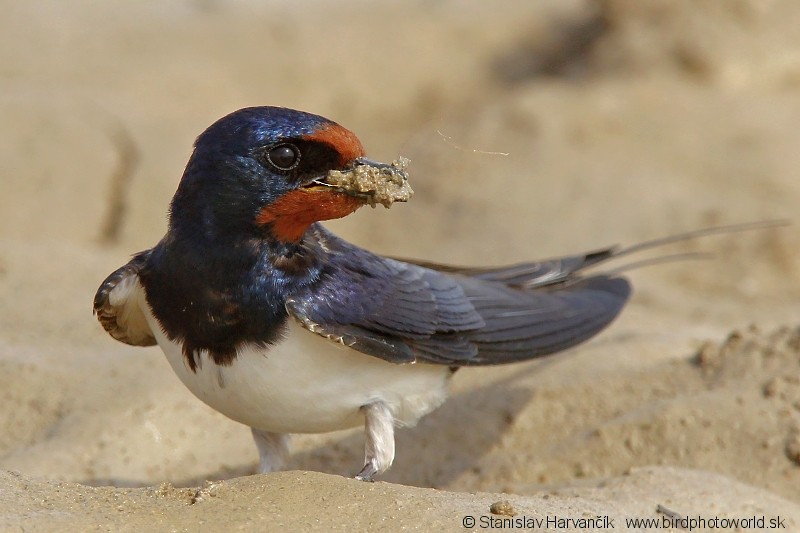 Barn Swallow - ML204409641