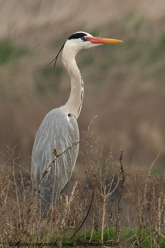 Gray Heron (Gray) - ML204409691