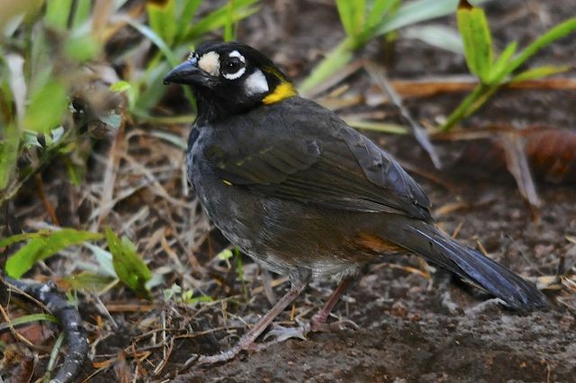 White-eared Ground-Sparrow (White-eared) - Jacques Erard