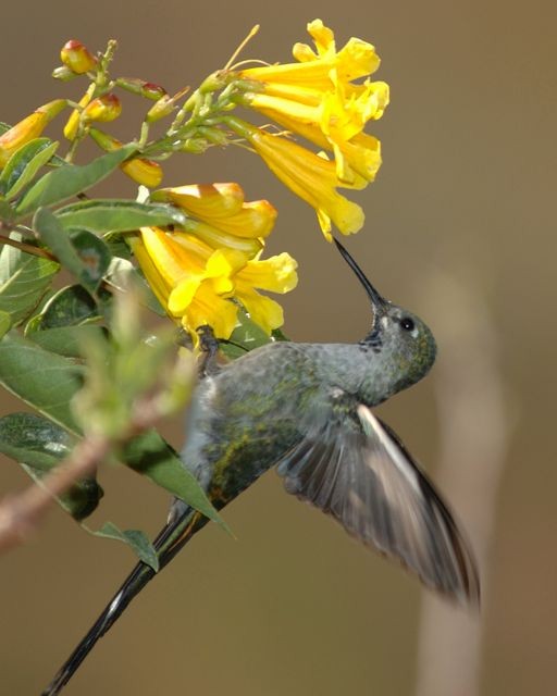 Gray-bellied Comet - ML204409921