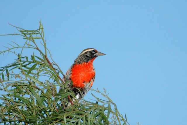 Peruvian Meadowlark - ML204410051