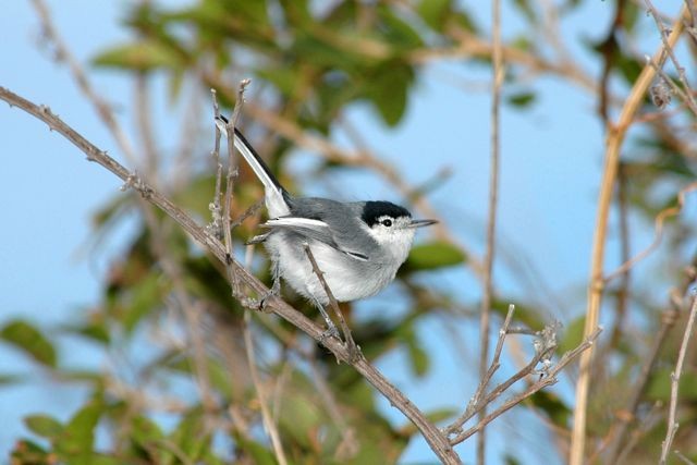 Marañon Gnatcatcher - ML204410151