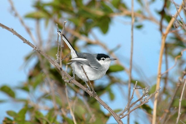 Tropical Gnatcatcher (Marañon) - Jacques Erard