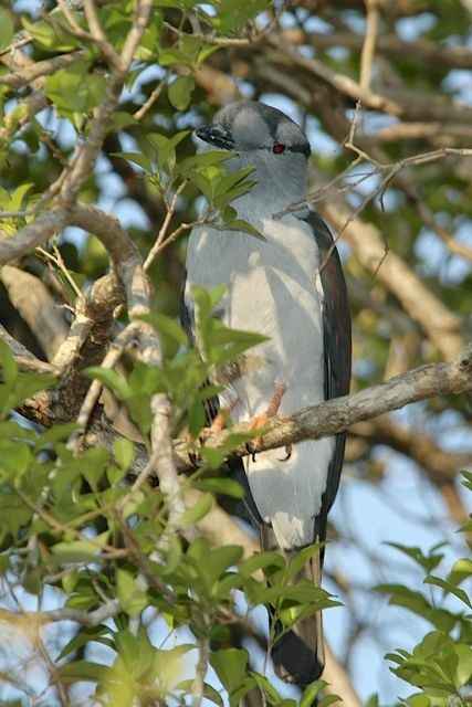 Cuckoo-roller - ML204410321