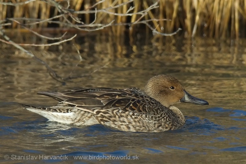 Northern Pintail - ML204410351