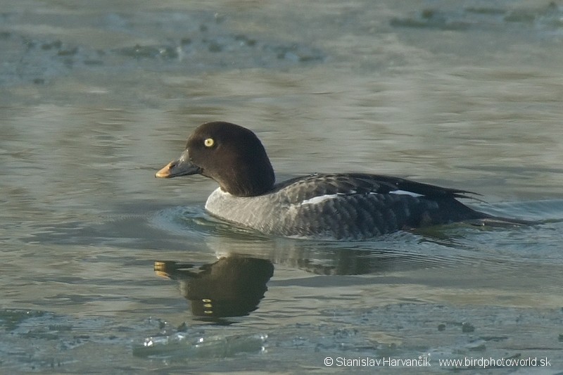 Common Goldeneye - ML204410381