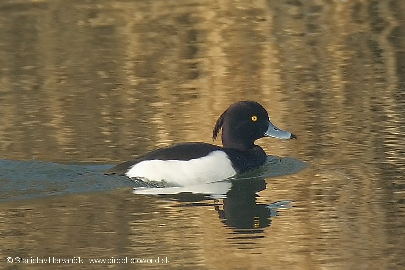 Tufted Duck - Stanislav Harvančík