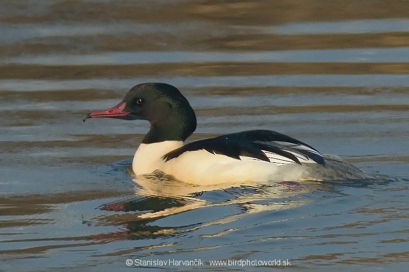 Common Merganser (Eurasian) - Stanislav Harvančík