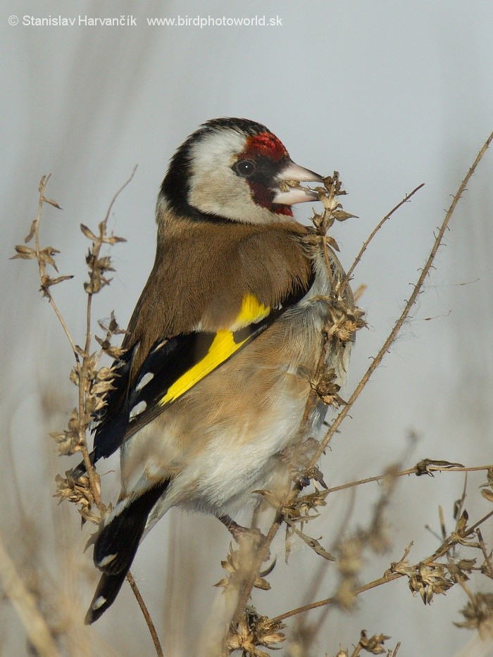 European Goldfinch (European) - ML204410851