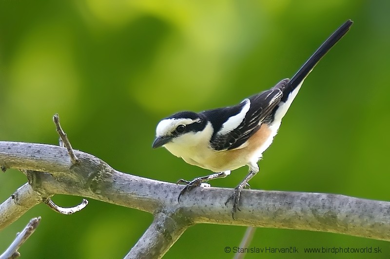 Masked Shrike - ML204410921