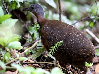 タカネシギダチョウ（frantzii） - eBird