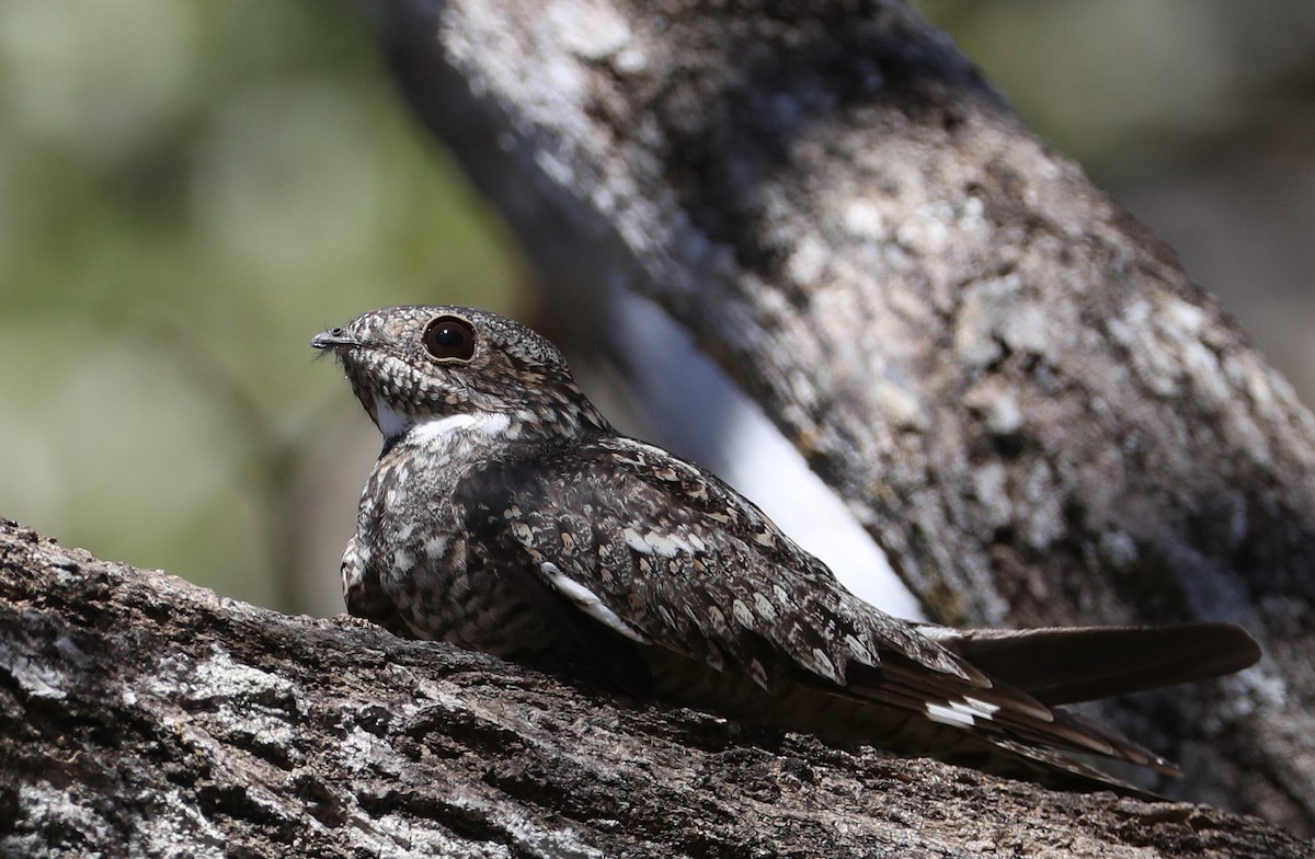 Lesser Nighthawk - ML204411111