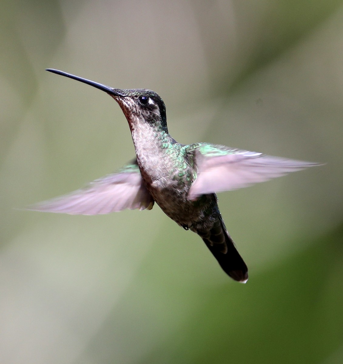 Talamanca Hummingbird - ML204411241
