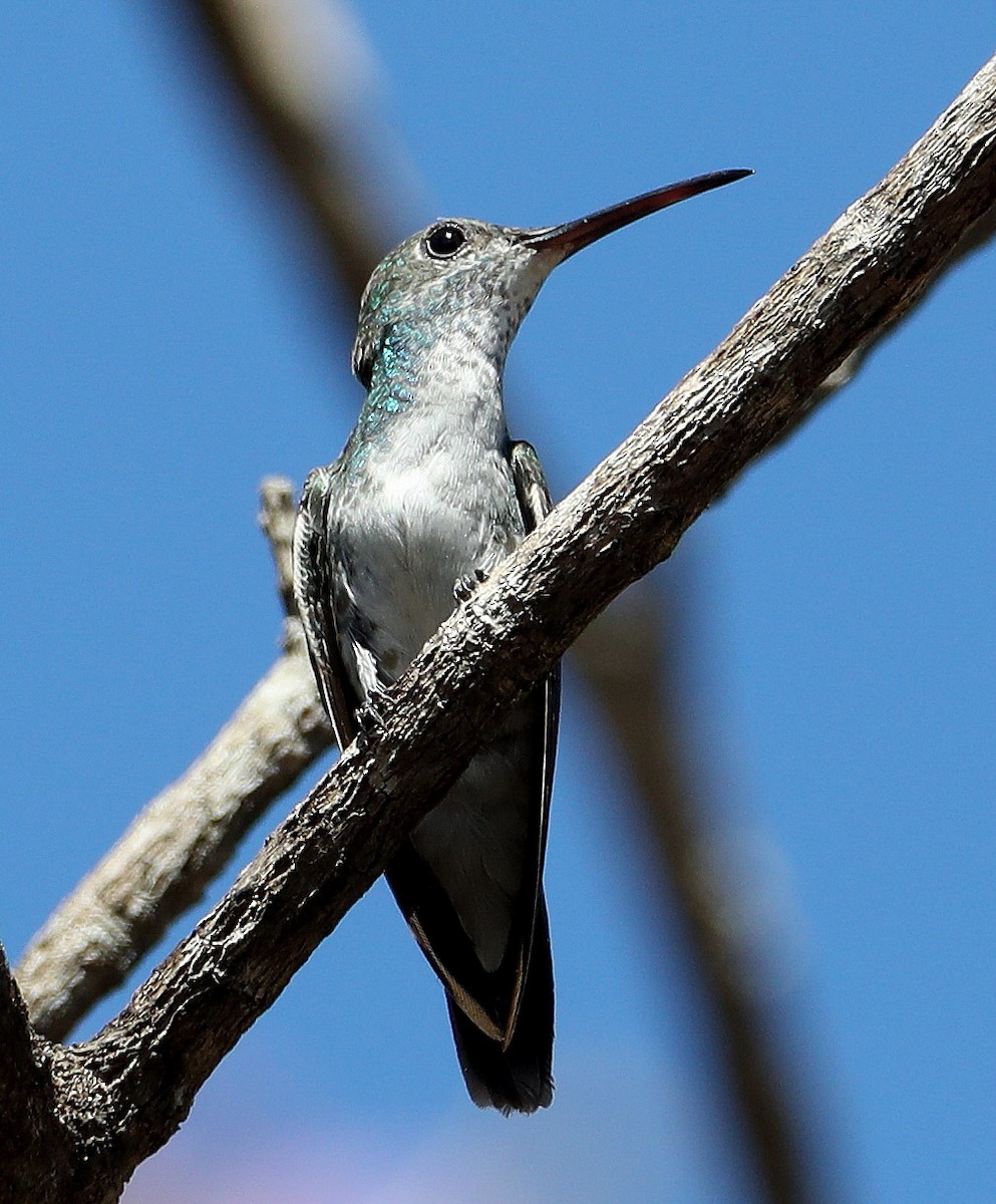 Mangrove Hummingbird - ML204411261