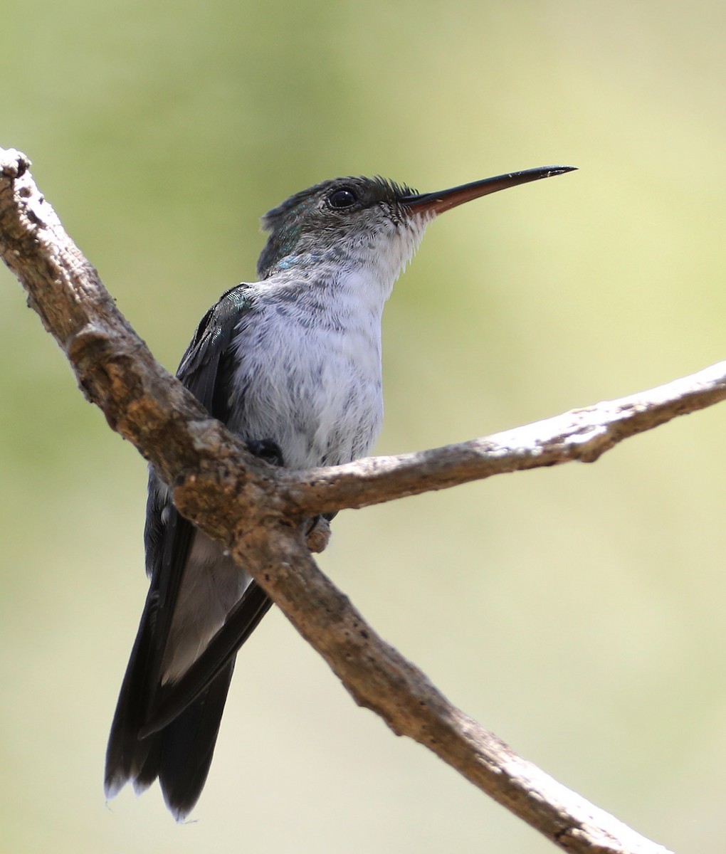 Mangrove Hummingbird - ML204411281