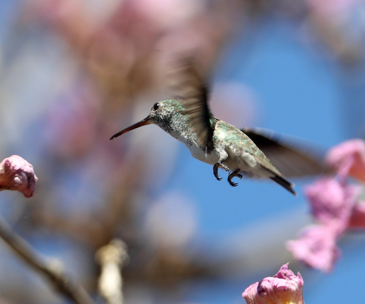 Mangrove Hummingbird - ML204411291