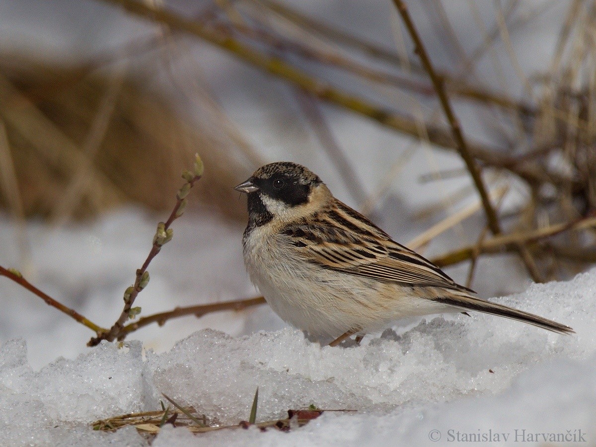 Pallas's Bunting - Stanislav Harvančík