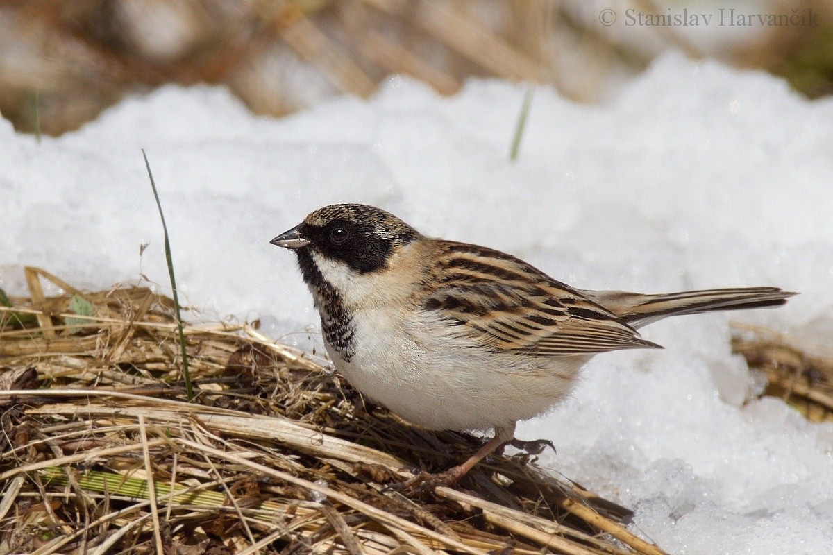 Pallas's Bunting - Stanislav Harvančík