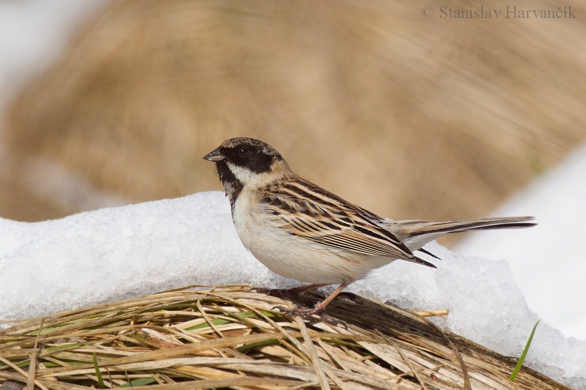 Pallas's Bunting - Stanislav Harvančík