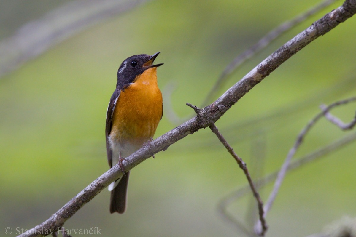 Mugimaki Flycatcher - Stanislav Harvančík