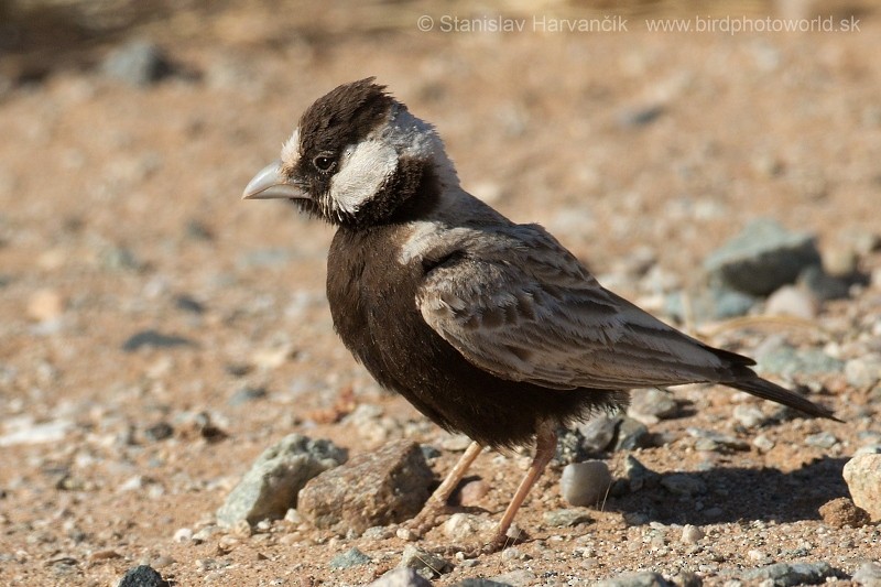 Black-crowned Sparrow-Lark - Stanislav Harvančík