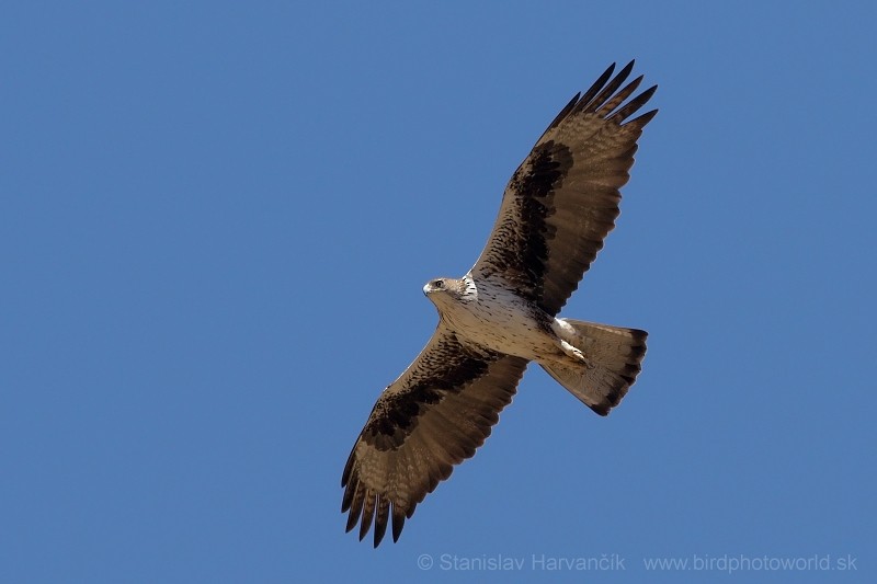 Bonelli's Eagle - ML204412491